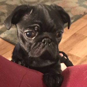 Meet your Posher, Renee